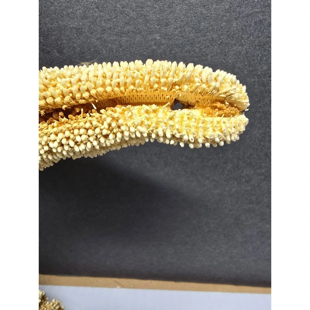 Intact Mouth XL Starfish, Beach Finds, Nature Is Cool, Show & Tell, Patrick